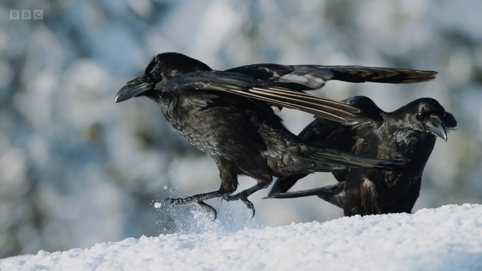 Carrion crow (Corvus corone corone) as shown in Planet Earth II - Mountains